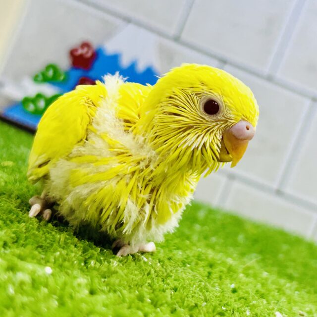 セキセイインコ