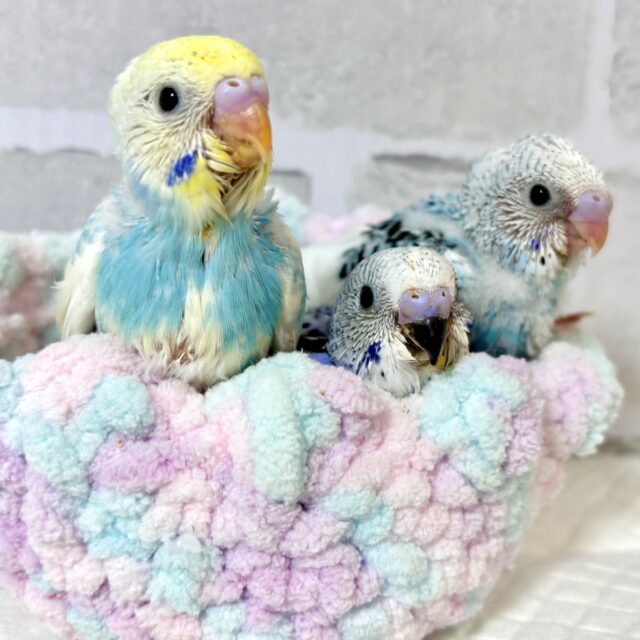 青・紫色のセキセイインコちゃんず集合！