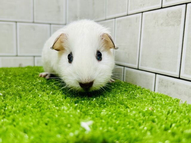 モクモク☁のスモーキーちゃん(*´ω`) ロシアンスモークモルモット ロシアンスモークモルモット