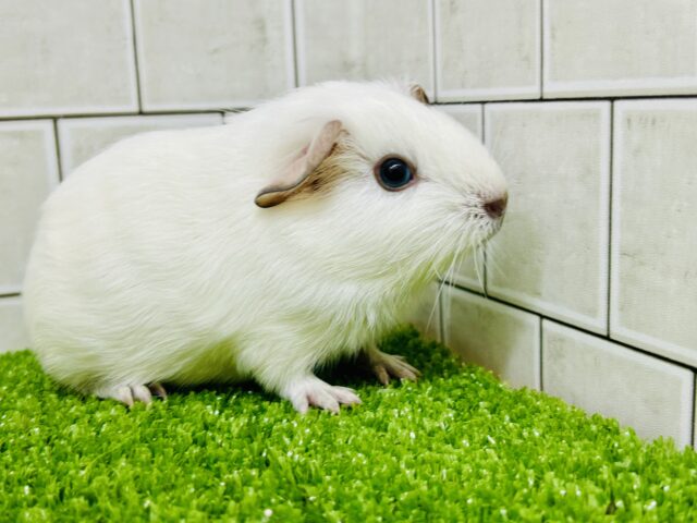 モクモク☁のスモーキーちゃん(*´ω`) ロシアンスモークモルモット モクモク☁のスモーキーちゃん(*´ω`) ロシアンスモークモルモット