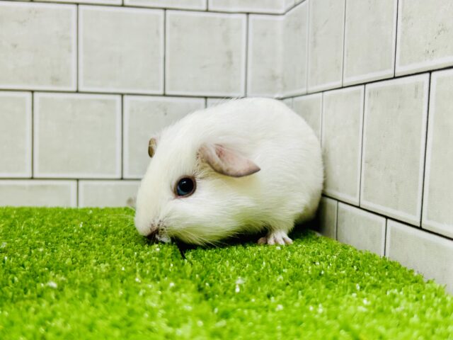 モクモク☁のスモーキーちゃん(*´ω`) ロシアンスモークモルモット ロシアンスモークモルモット