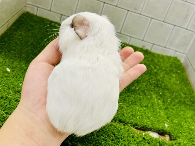 モクモク☁のスモーキーちゃん(*´ω`) ロシアンスモークモルモット ロシアンスモークモルモット