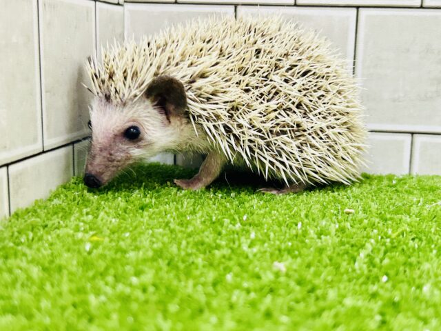 ハリネズミ（ヨツユビハリネズミ）