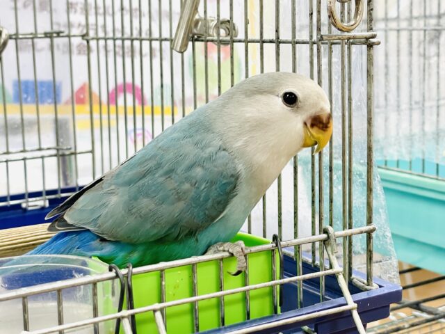 【最新画像】宝石のように深みあるカラー🍀📗コザクインコ(ダークターコイズグリーンバイオレット)(ヒナ) コザクラインコ(小桜インコ)