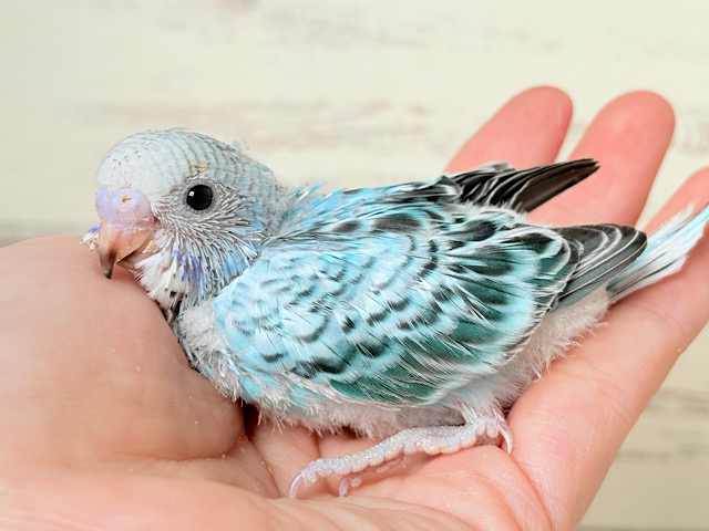 涼しげ🫧爽やかブルー🩵セキセイインコ(オパーリン) ヒナ