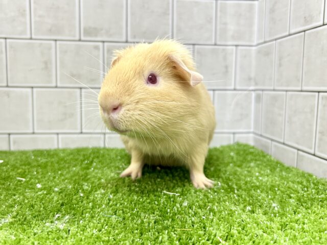 ロシアンモルモット