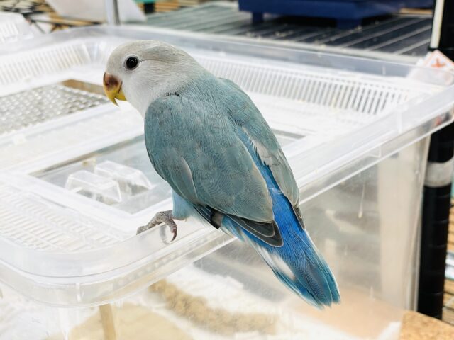 【最新画像】宝石のように深みあるカラー🍀📗コザクインコ(ダークターコイズグリーンバイオレット)(ヒナ) コザクラインコ(小桜インコ)