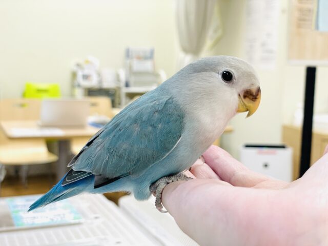 【最新画像】宝石のように深みあるカラー🍀📗コザクインコ(ダークターコイズグリーンバイオレット)(ヒナ) コザクラインコ(小桜インコ)