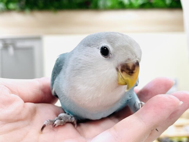 【最新画像】宝石のように深みあるカラー🍀📗コザクインコ(ダークターコイズグリーンバイオレット)(ヒナ) コザクラインコ(小桜インコ)
