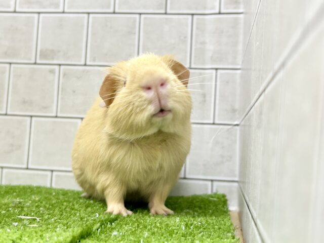 ロシアンモルモット