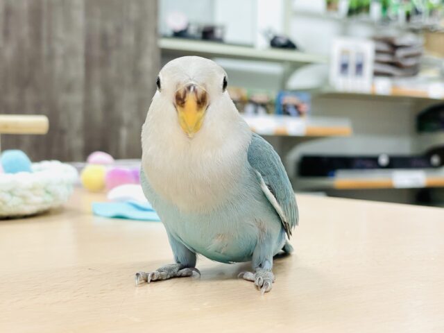 【最新画像】宝石のように深みあるカラー🍀📗コザクインコ(ダークターコイズグリーンバイオレット)(ヒナ) コザクラインコ(小桜インコ)