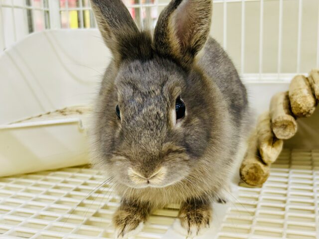 ライオンラビット