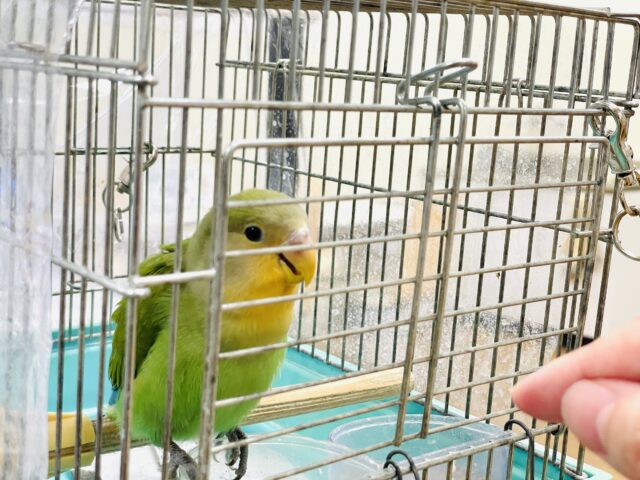 コザクラインコ（小桜インコ）