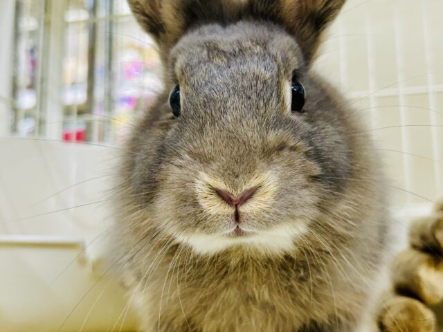 ライオンラビット