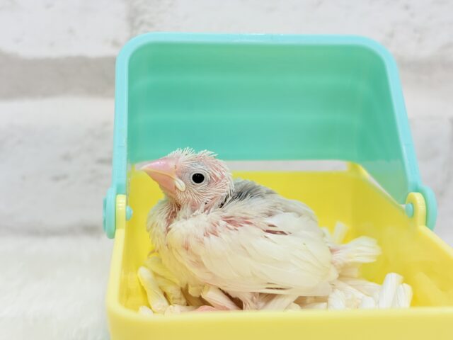 【最新画像更新🪄】1に食事、2に睡眠〜〜〜( ´-` ).。oO白文鳥 ヒナ 白文鳥