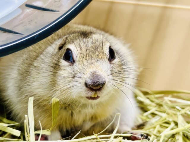 モチモチのプリチー姫✨ リチャードソンジリス リチャードソンジリス