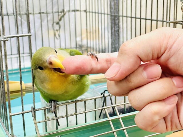 コザクラインコ（小桜インコ）