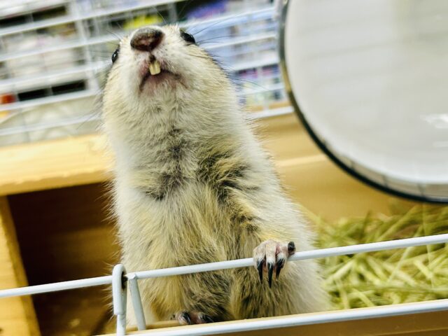 モチモチのプリチー姫✨ リチャードソンジリス リチャードソンジリス