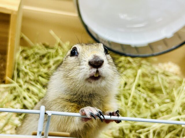 リチャードソンジリス