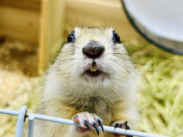 モチモチのプリチー姫✨ リチャードソンジリス リチャードソンジリス