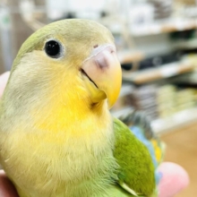 【最新画像】ニコニコ オレンジスマイル🧡コザクラインコ（オレンジフェイス）ヒナ