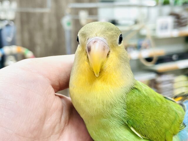 コザクラインコ（小桜インコ）