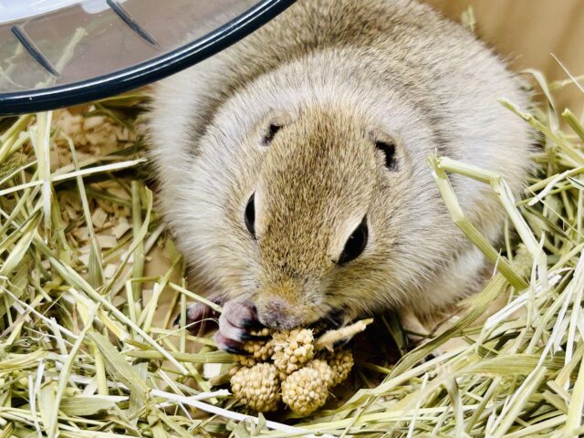 モチモチのプリチー姫✨ リチャードソンジリス リチャードソンジリス