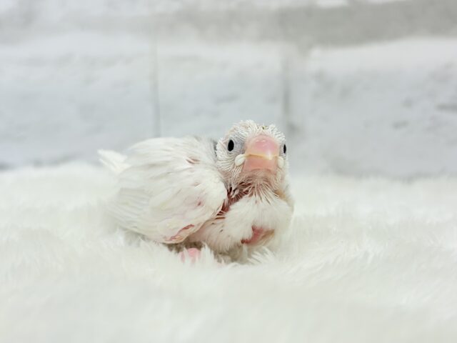 【最新画像更新🪄】1に食事、2に睡眠〜〜〜( ´-` ).。oO白文鳥 ヒナ 白文鳥