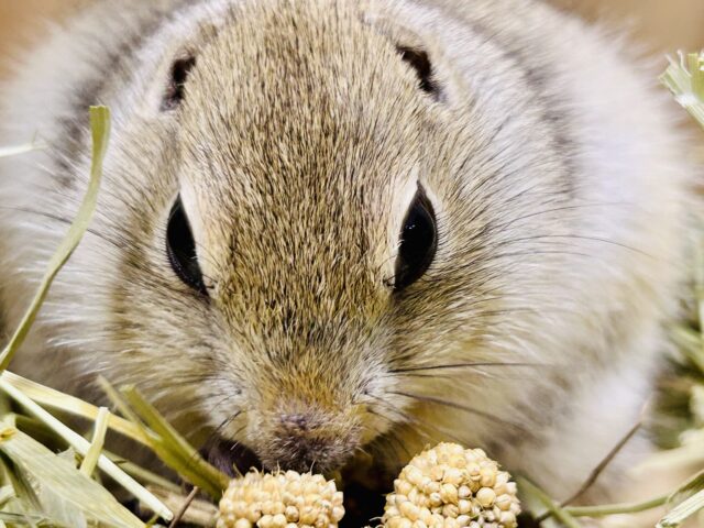 モチモチのプリチー姫✨ リチャードソンジリス リチャードソンジリス