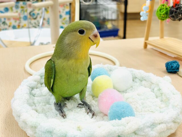 コザクラインコ（小桜インコ）