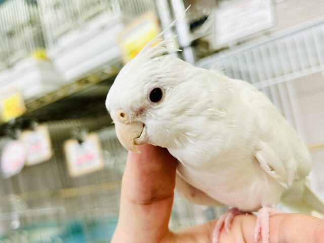 甘えん坊ＮＯ,１✨　きっとひとめぼれ♪♪　オカメインコ