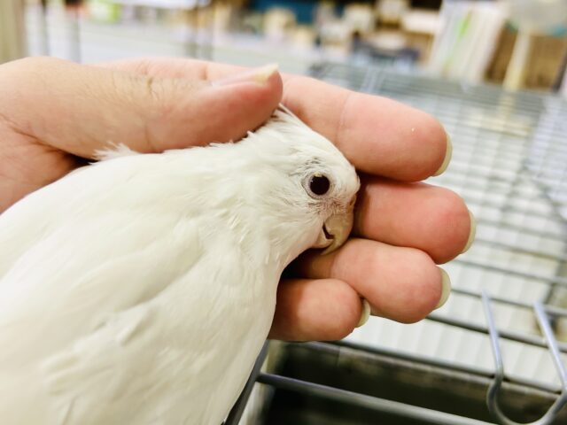 オカメインコ