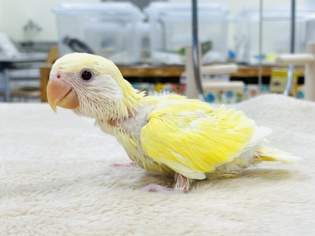 コザクラインコ（小桜インコ）