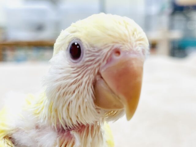 コザクラインコ（小桜インコ）