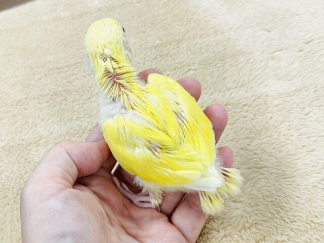 コザクラインコ（小桜インコ）