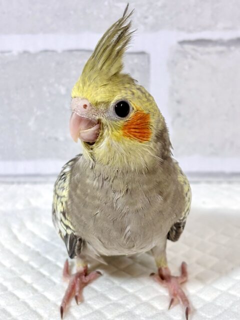 オカメインコ