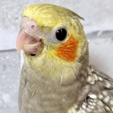 オカメインコ  パール 🫧｡・:＋°
