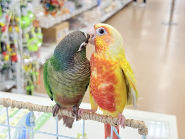 ホオミドリウロコインコ