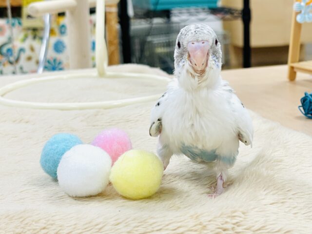 セキセイインコ
