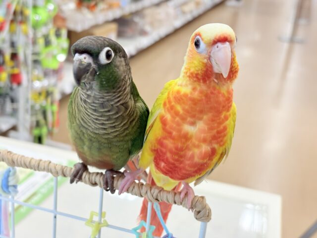 ホオミドリウロコインコ