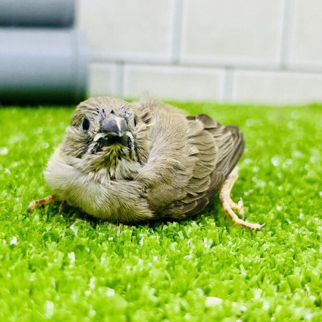 錦花鳥（キンカチョウ）