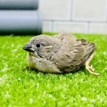 ファンタジーなミニチュアワールド？？　キンカチョウ