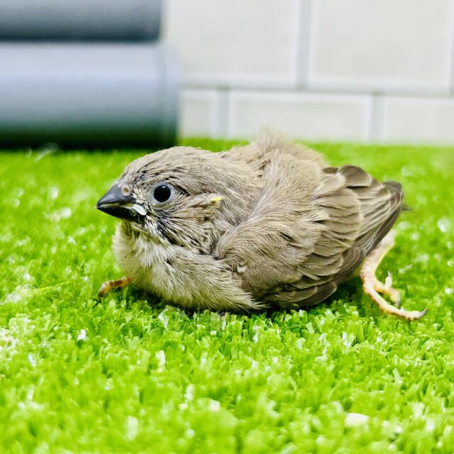 ファンタジーなミニチュアワールド？？　キンカチョウ