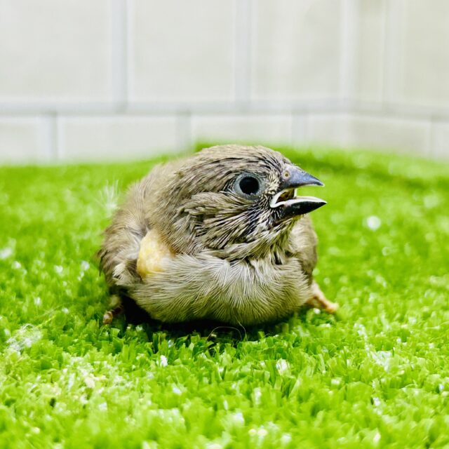 錦花鳥（キンカチョウ）