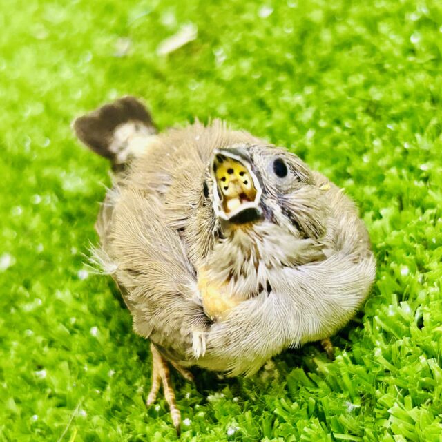 錦花鳥（キンカチョウ）