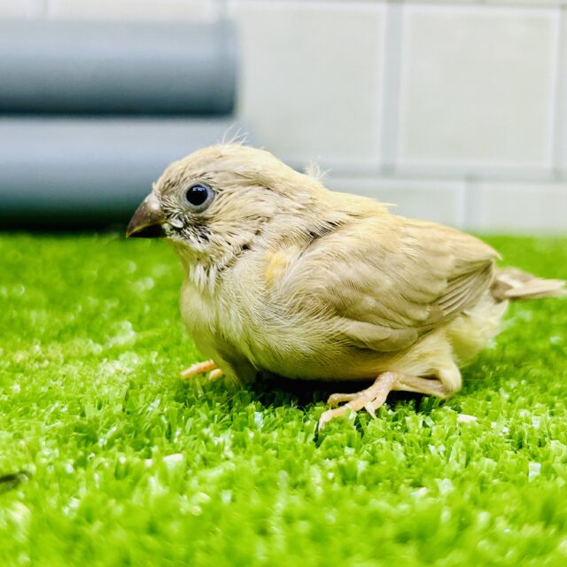 錦花鳥（キンカチョウ）