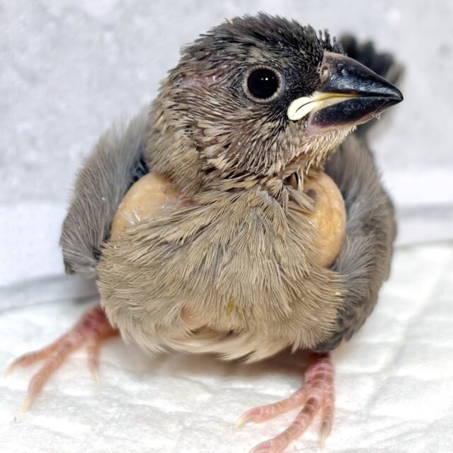 桜文鳥 🌸🪶✦. °