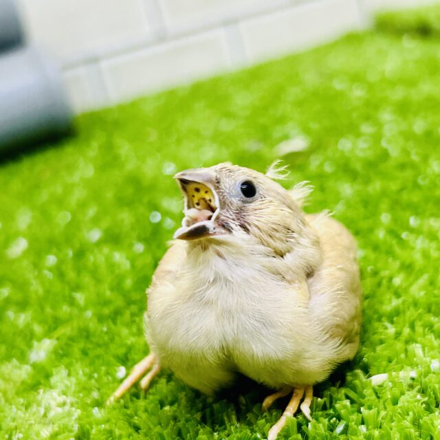 錦花鳥（キンカチョウ）