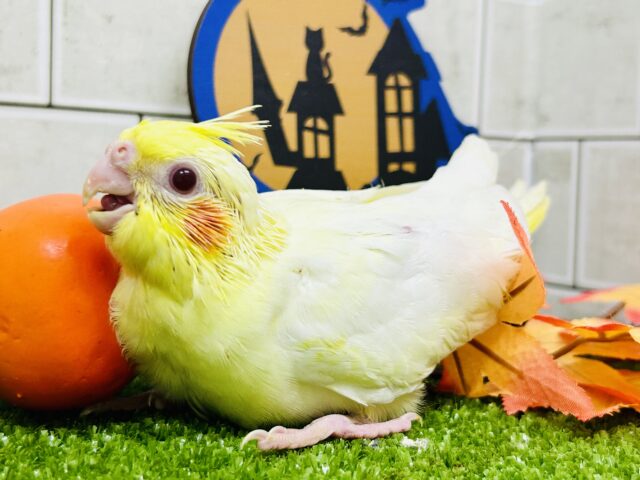 オカメインコ