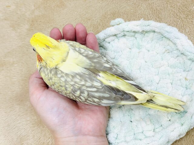 オカメインコ